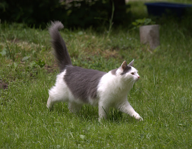 http://lh6.ggpht.com/_qUP0afeZwn4/SjfRwkfEqYI/AAAAAAAACdw/Up88S44Q2k8/s640/DSC08147.jpg
