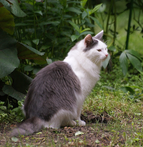 http://lh6.ggpht.com/_qUP0afeZwn4/SjfSKDL-67I/AAAAAAAACd4/2R27PW97Ayc/s512/DSC08145.JPG