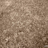 DSC01419.jpg