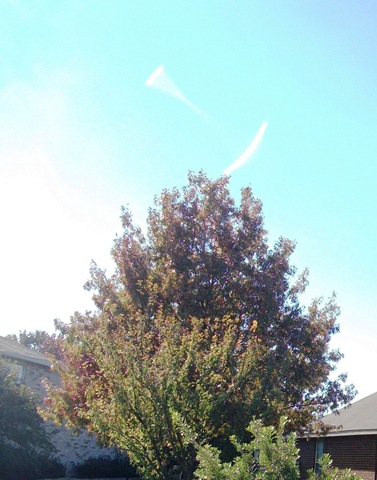 [trees[4].jpg]