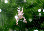 Tiszaigar-Tiszaörs 2010.8.30. Slideshow