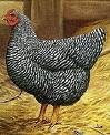 [PBRC Hen[3].jpg]