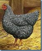 PBRC Hen