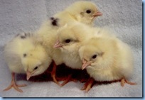 cal_white_chicks