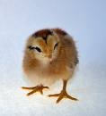 [chicks[3].jpg]