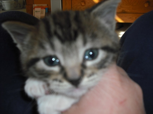 [Saint Pat. Kitty 031[5].jpg]