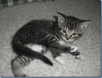 Saint Pat. Kitty 034