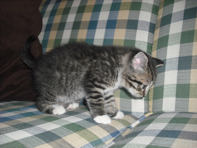 [Saint Pat. Kitty 038[5].jpg]