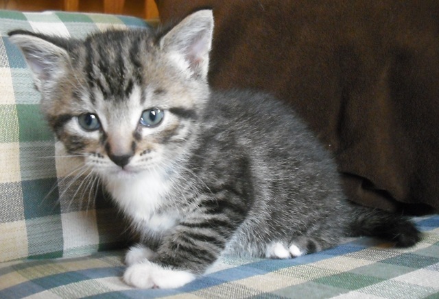 [Saint Pat. Kitty 046[3].jpg]