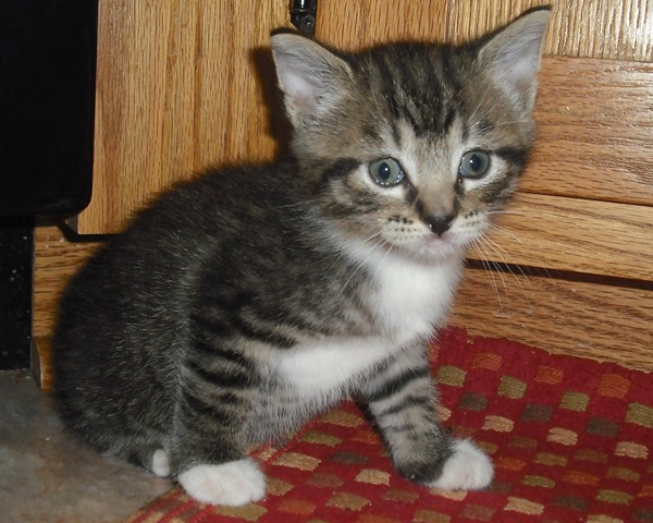 [Saint Pat. Kitty 052[3].jpg]