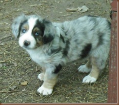 Puppies, Cats and Farm Pictures 252
