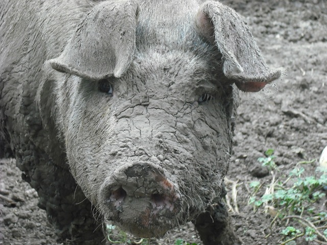 [Pigs 004[2].jpg]