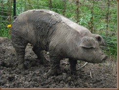 Pigs 008