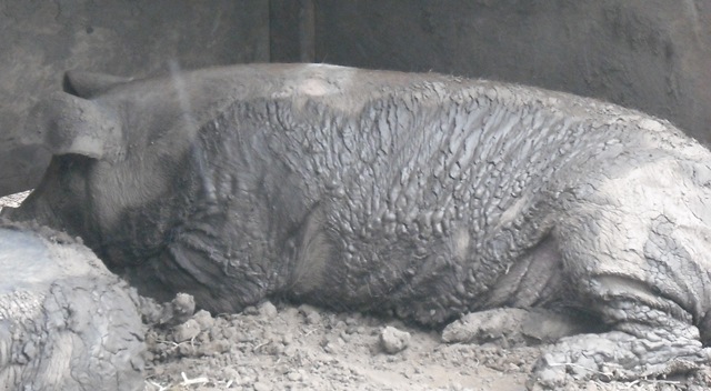 [Pigs 003[2].jpg]