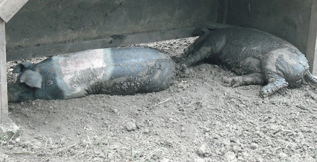[Pigs 009[2].jpg]
