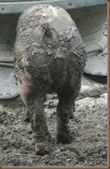 Pigs 005
