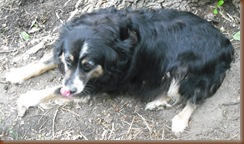 Puppies, Cats and Farm Pictures 307