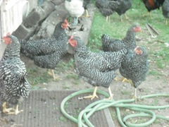 Chase Visit and Farm Pics 041