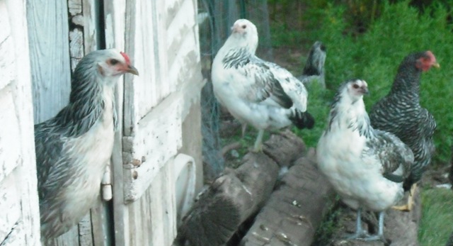 [ChaseVisitandFarmPics0391.jpg]