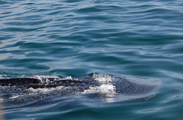 [tiburón ballena holbox[2].jpg]