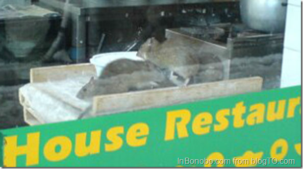 Rats @ Dumpling House