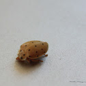 uncertain bug
