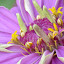 Zinnia "Giant Violet Queen"