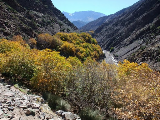 Walnut Trees in Azzaden Valley