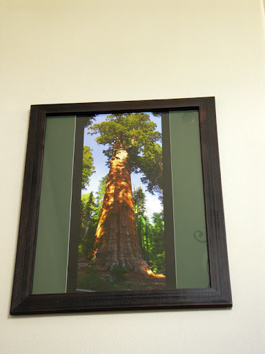 sequoya