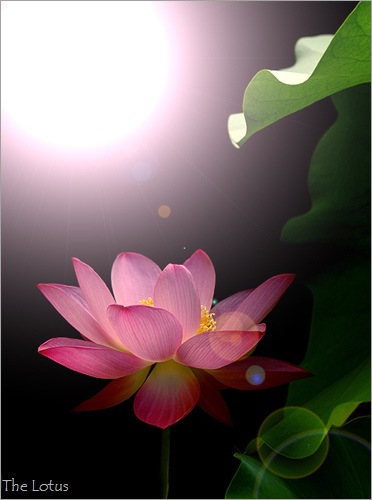 [lotus-flower-10[39].jpg]