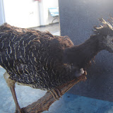 DSC01120.JPG