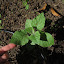 Peruvian Goldenberry