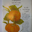 Pumpkin 'Jack Be Little' Seeds