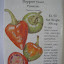 Sweet Pepper 'Pimiento' Seeds