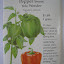 Sweet Pepper 'Yolo Wonder' Seeds