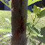 So... any ideas what the bleeding is ?  Borers in my fig ?