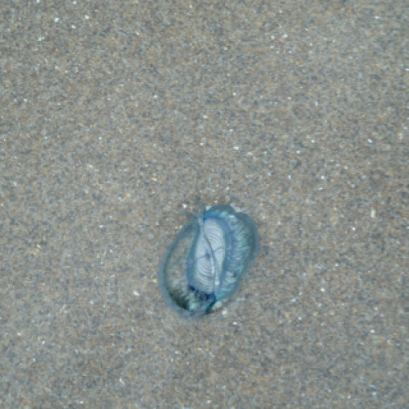 Spotting Image 1