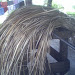 IMG0542A.jpg
