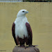 Philippine Eagle at Malagos