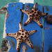 Starfish.jpg Starfish.jpg