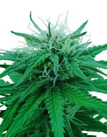 ruderalis