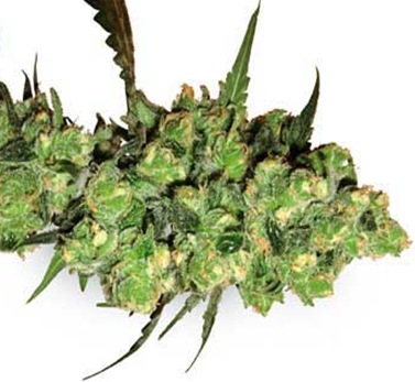 super-skunk-feminised