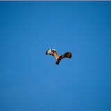 ... bird exile 6/ ...Peter5081971916550155938