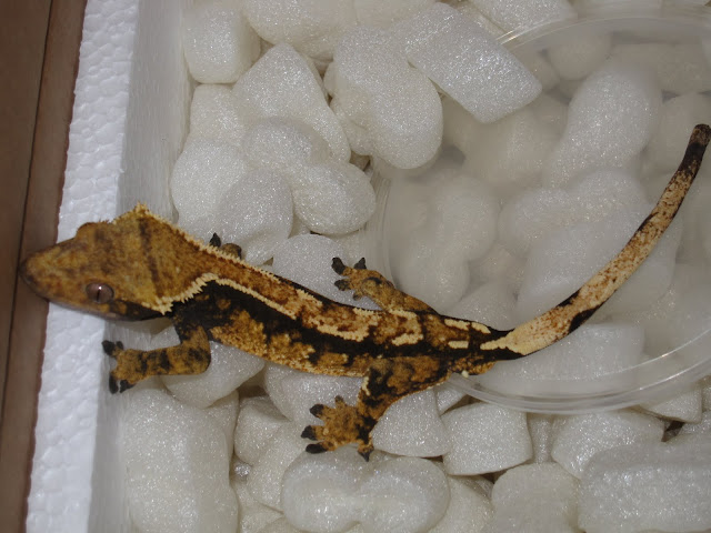 Tri-Color Crested Gecko Male