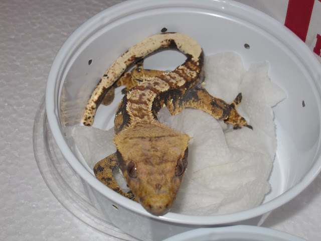Tri Color Crested Gecko Male
