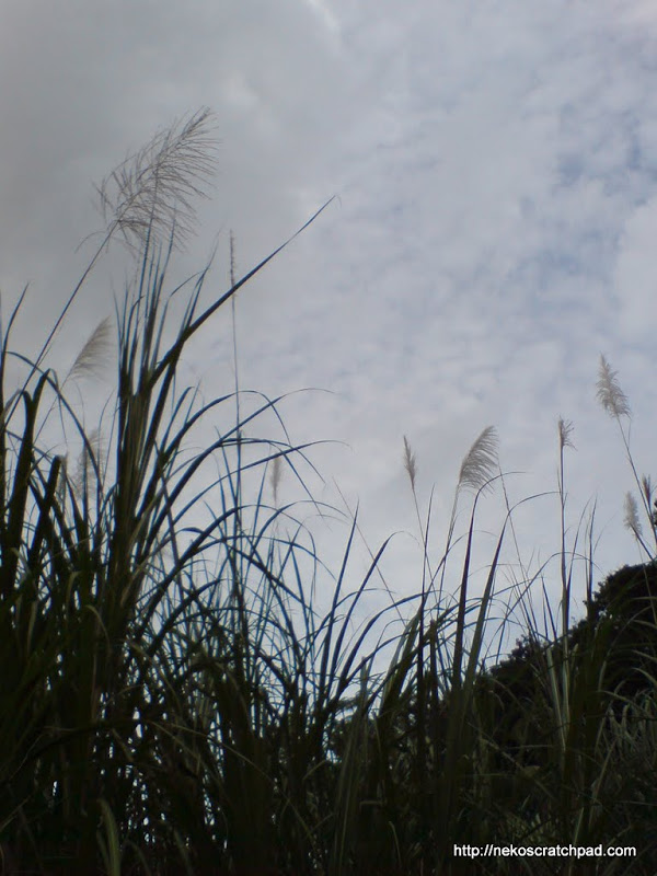 Tall grass