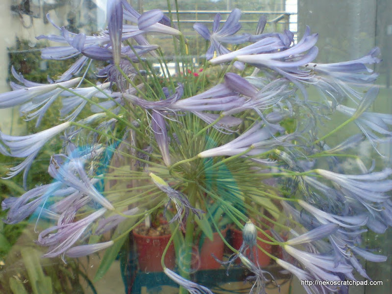 Glasshouse Complex