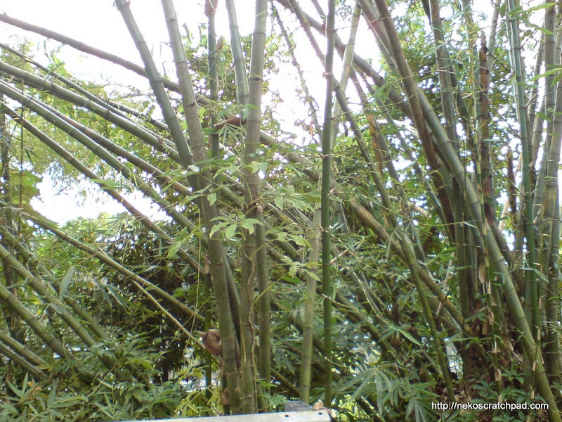 Some odd looking bamboo I spotted along the Forest Walk