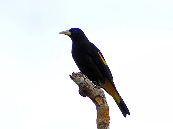 Spotting Image 1