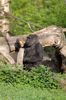 Gorilla